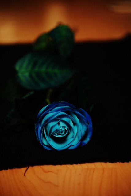 Rose, Azul, Flor, Rosa Azul