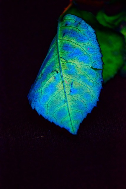 Follaje, Color, Azul, Planta, Venas