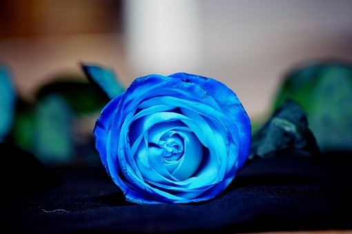 Rose, Azul, Flor, Flor Azul