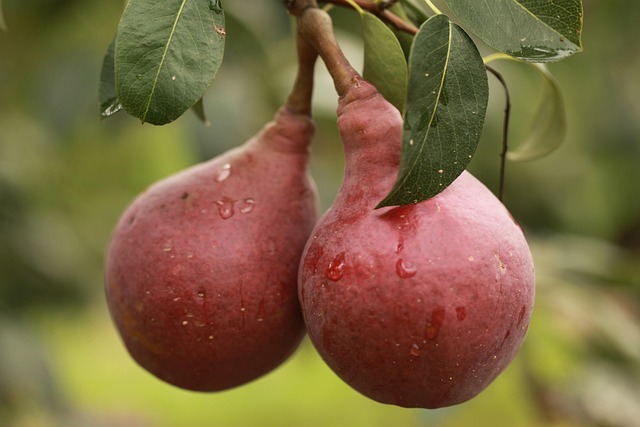 Free Pear Fruit photo and picture