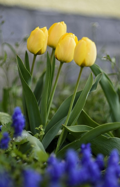 Free Tulips Yellow photo and picture