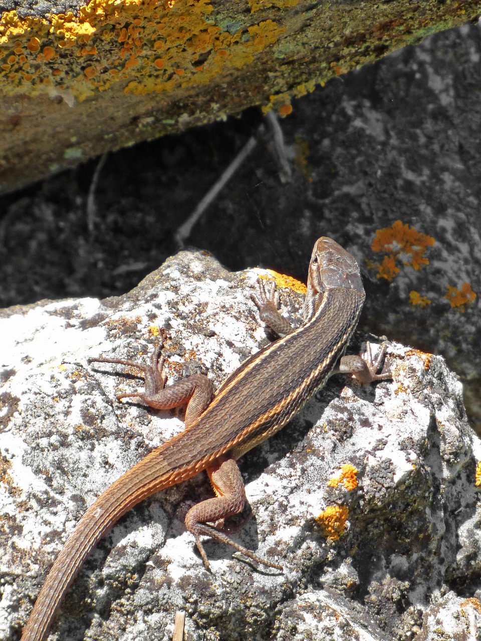 Lagartija Lagarto Sargantana Roca - Foto gratis en Pixabay - Pixabay