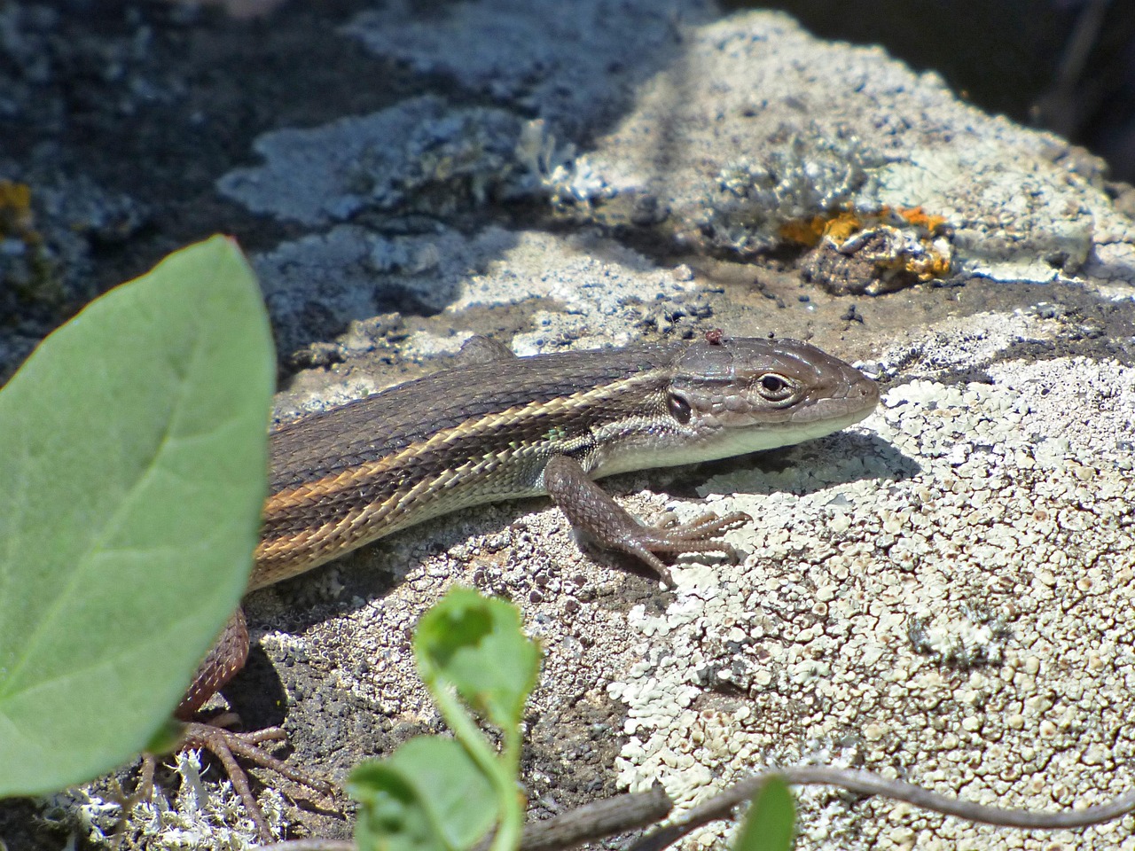 Lagartija Lagarto Sargantana Roca - Foto gratis en Pixabay - Pixabay