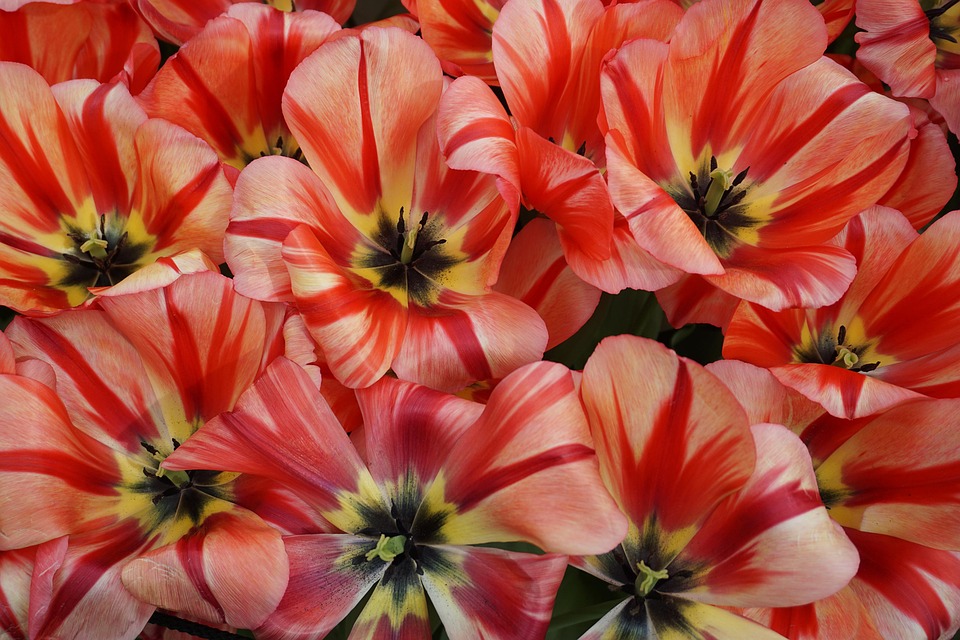 tulips flowers spring free photo on pixabay