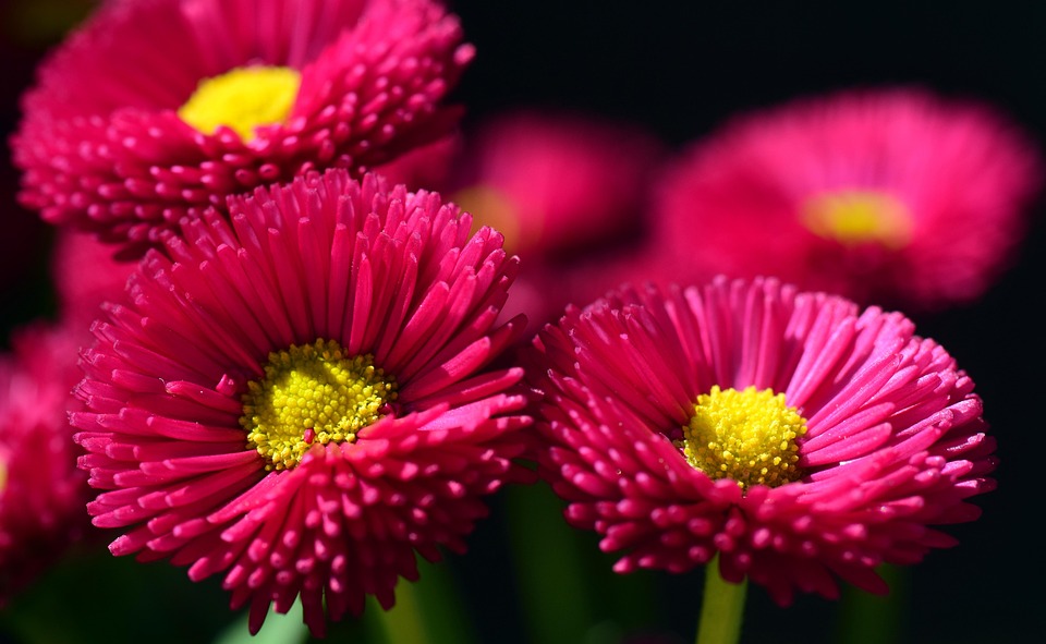 Marguerite Rouges Marguerite Rouge Fleur - Photo gratuite sur Pixabay - Pixabay
