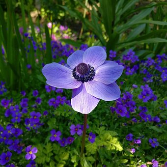 Free Flower Anemone photo and picture
