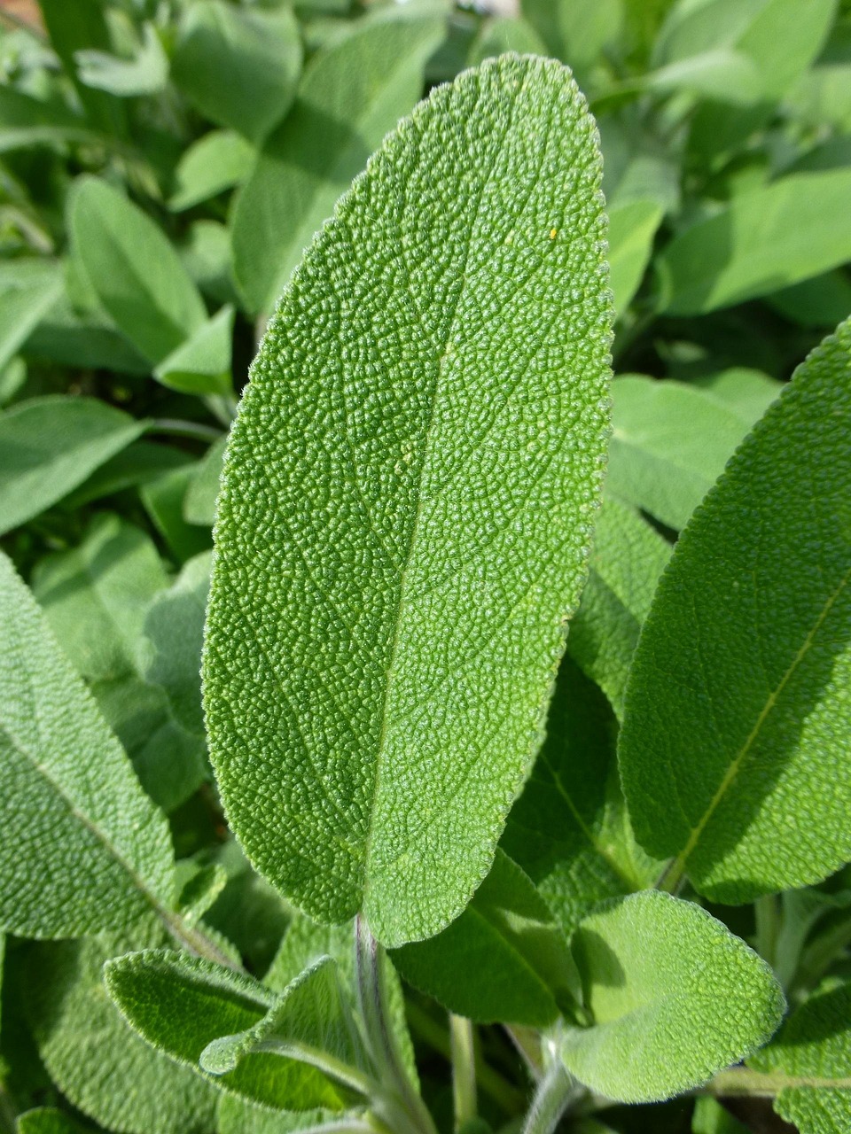 Leaf Green Sage Free photo on Pixabay Pixabay