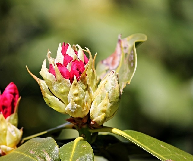 Bud Rhododendron Flower · Free photo on Pixabay