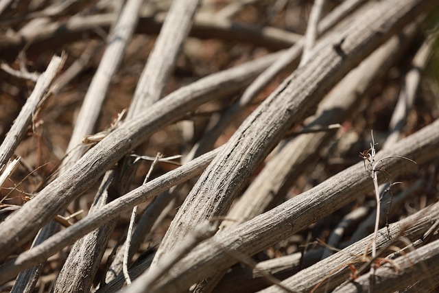 Free Tree Branches photo and picture