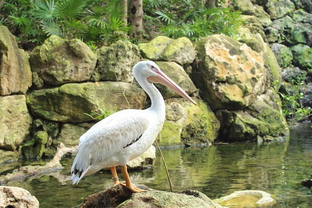 Free Birds Pelicans photo and picture