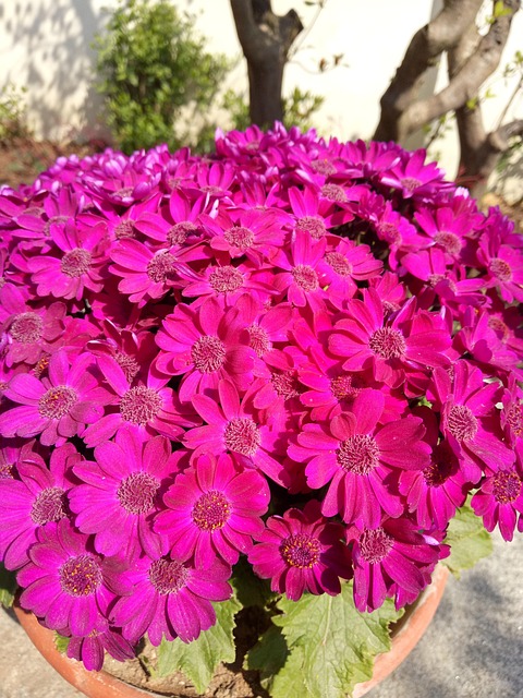 Free Flower Bright photo and picture