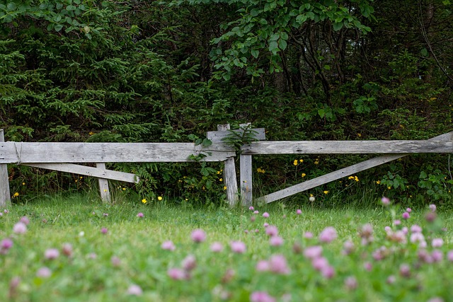 Free Grass Summer photo and picture