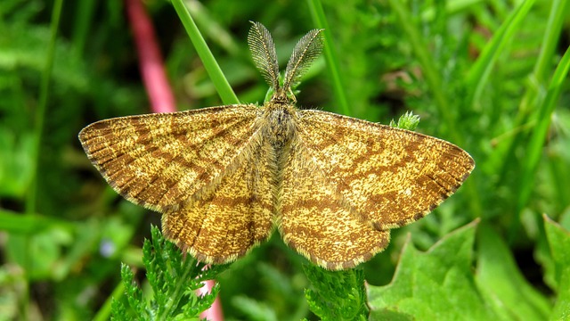 Free Butterfly Macro photo and picture