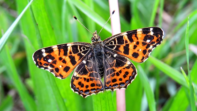 Free Butterfly Macro photo and picture