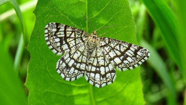 Free Butterfly Macro photo and picture