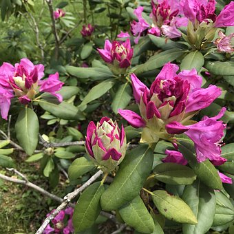 Frühling, Pflanzen, Grün, Jahreszeit