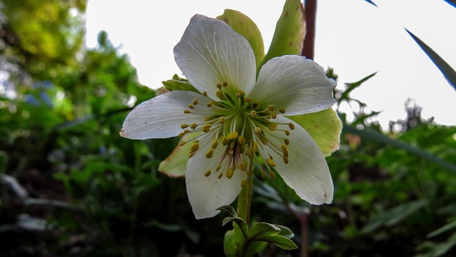 Free Flower Macro photo and picture
