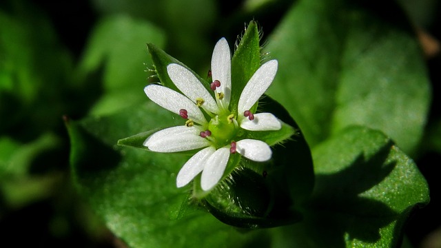 Free Flower Macro photo and picture