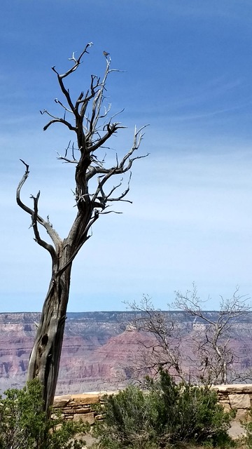 Grand Canyon, Totholz, Baum, Vogel