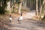 canada goose, goose, bird
