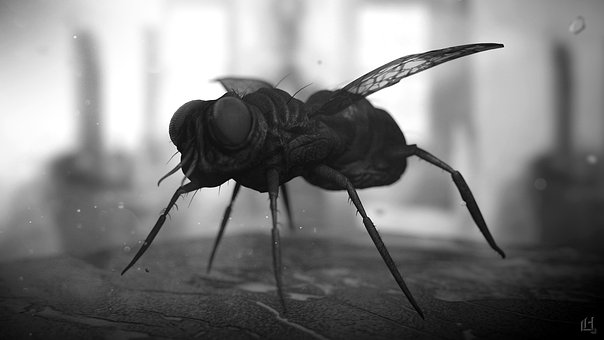 Free Fly 3D photo and picture