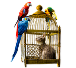 animals, bird, cat