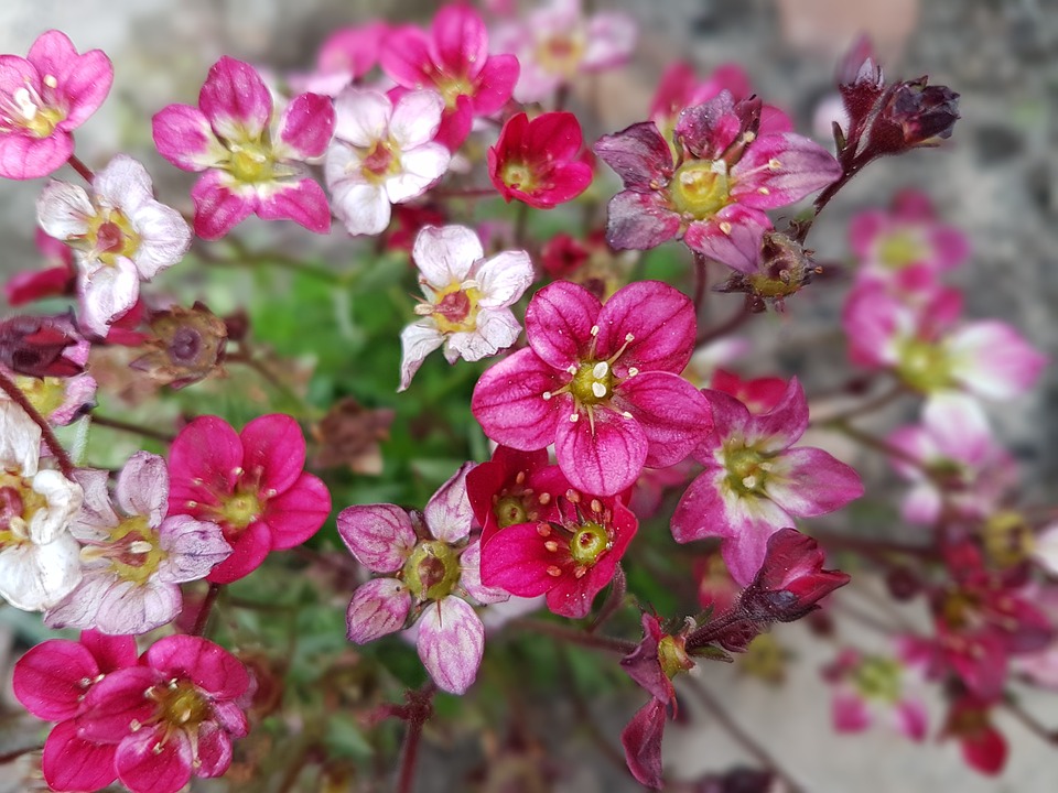 Blumen Frühling · Kostenloses Foto auf Pixabay Blumen Frühling · Kostenloses Foto auf Pixabay