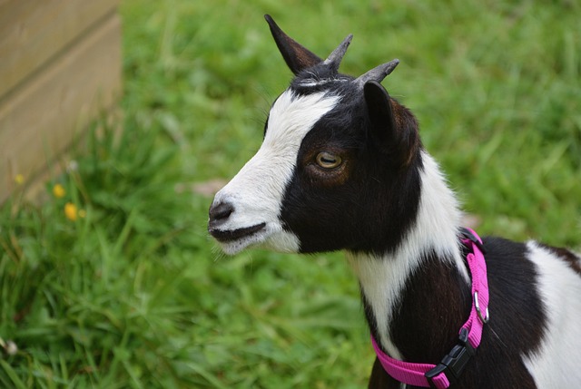 Free Goat Profile photo and picture