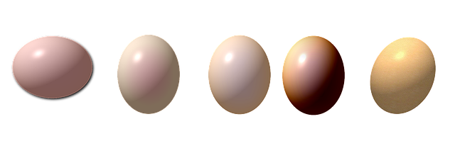 Free egg drawing eggs drawn illustration