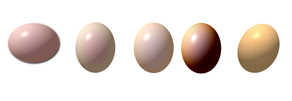 Free Egg Drawing illustration and picture