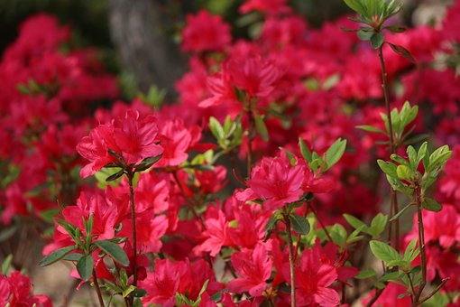 Free Azalea Herb Island photo and picture