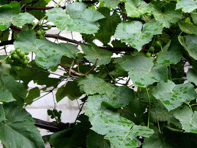 Free Rain Leaf photo and picture