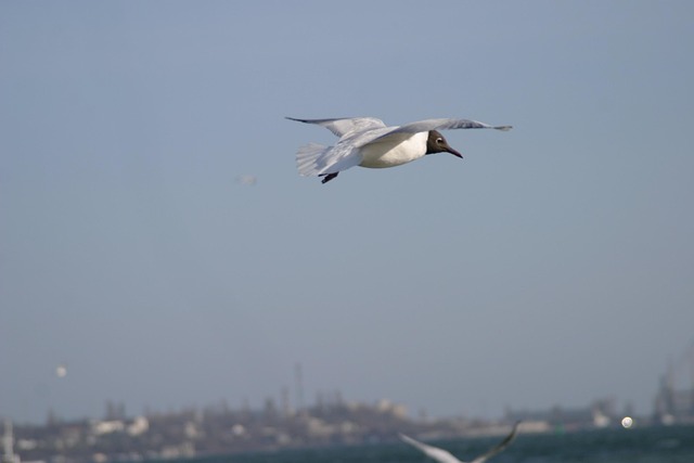 Free Birds Seaside photo and picture