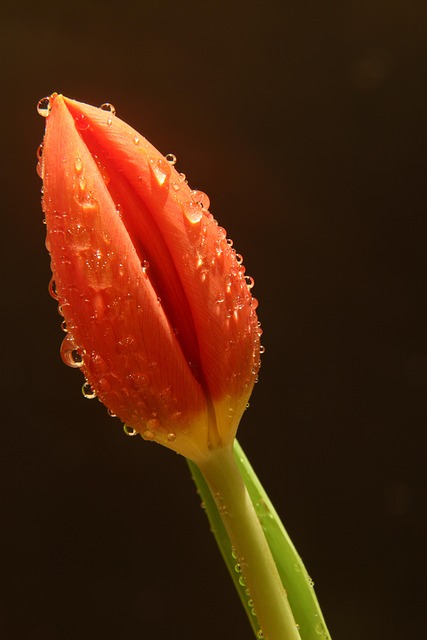 Free Tulip Beautiful Flowers photo and picture