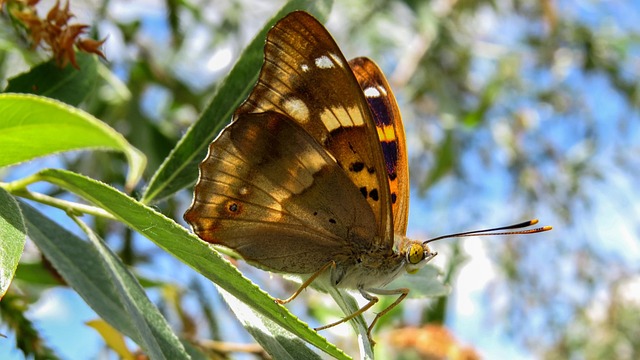 Free Butterfly Macro photo and picture