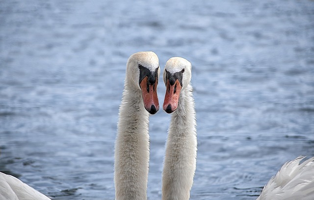 Free Animal Bird photo and picture
