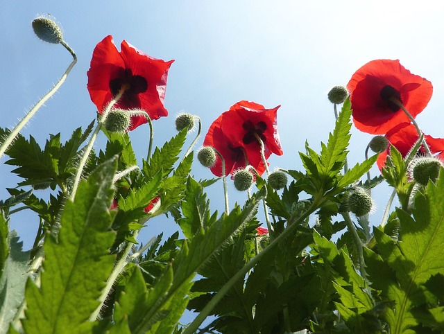 Free Poppies Flowers photo and picture