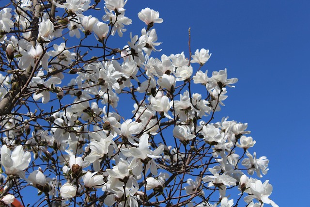 Free White Blue Heaven photo and picture