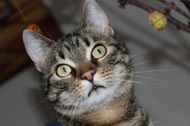 Free Cat Cute photo and picture