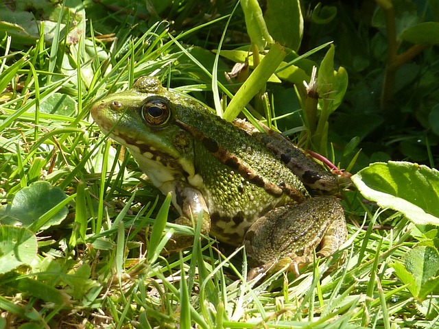 Free Toad Water photo and picture