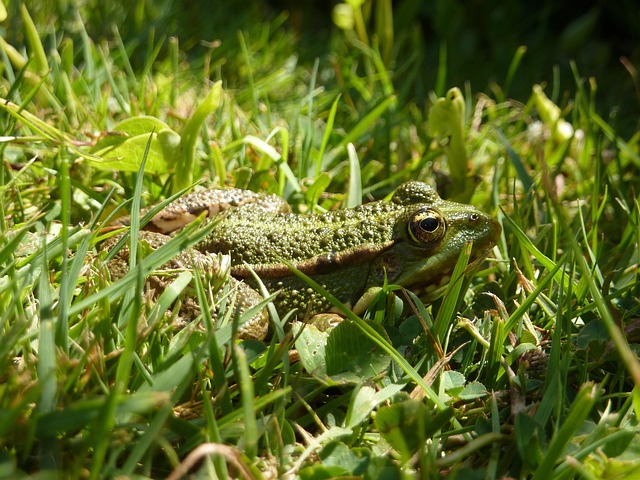 Free Toad Water photo and picture