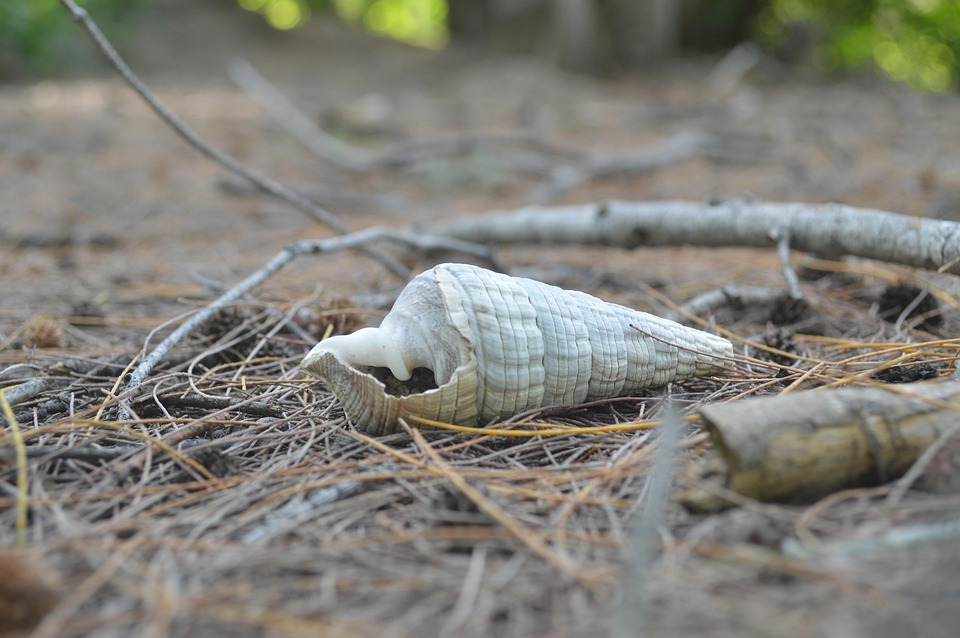 Slephant Shell Shell Schelphoorn - Gratis foto op Pixabay - Pixabay