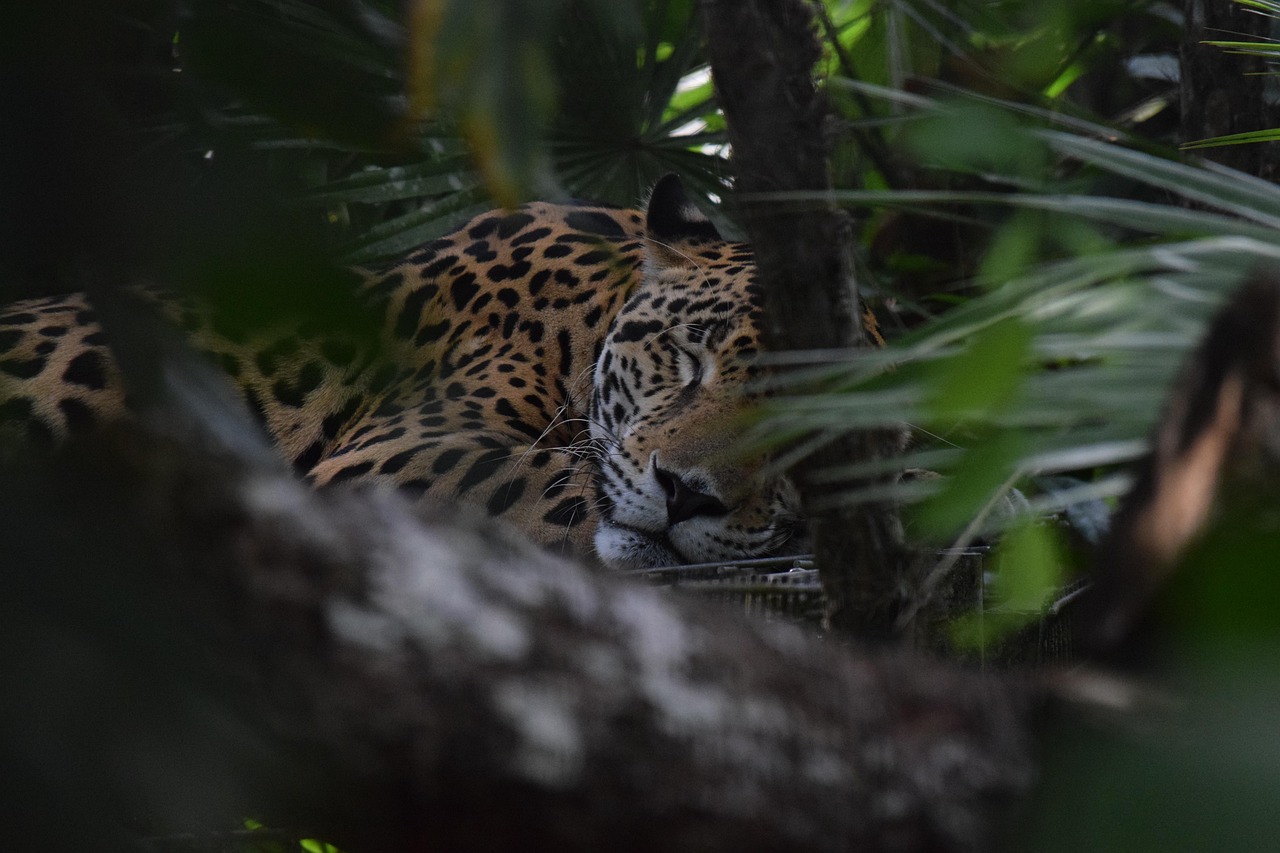 Jaguar Belize Zoo - Free photo on Pixabay