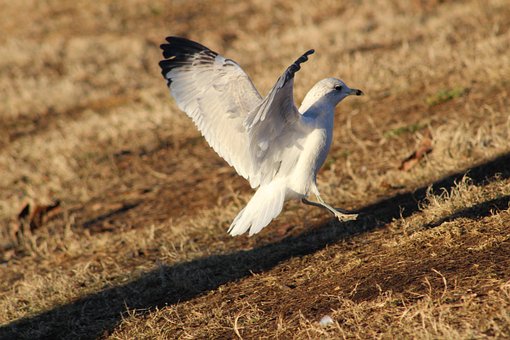 Free Seagull Bird photo and picture
