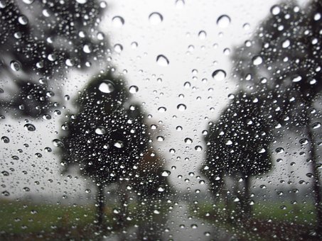 Free Raindrops Trees photo and picture