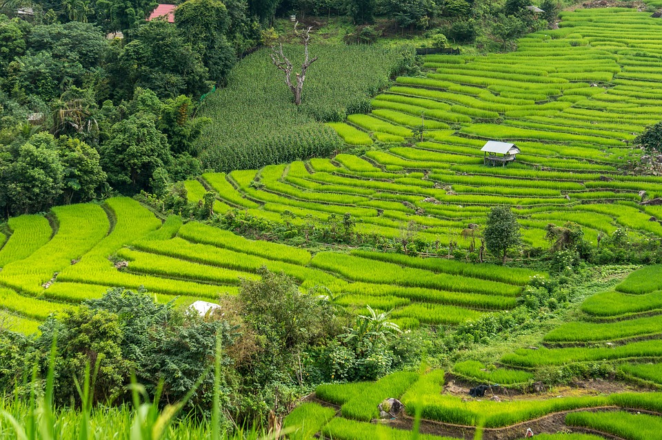 稻田 水稻梯田 泰国 - Pixabay上的免费照片 - Pixabay
