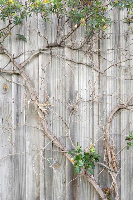 Free Fence Wall Plant photo and picture