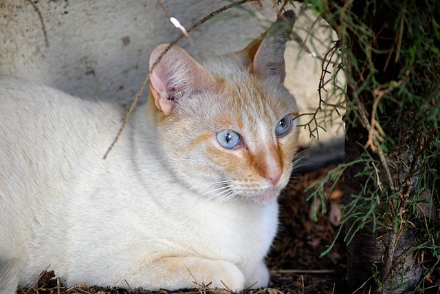 Free Little Cat Feline photo and picture