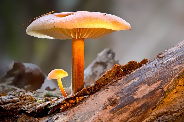 Free Mushroom Velvet Foot Oyster Mushroom photo and picture