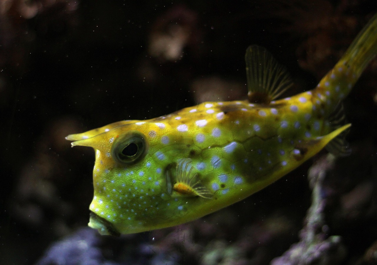 Kuhfisch Fish Underwater - Free photo on Pixabay